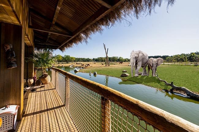 How to Experience Lodge Wildlife Safaris