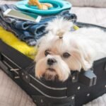 dog in a suitcase, clothes