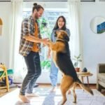 Best Pet-Friendly Accommodation Options for Travelers with Pets